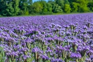 Phacelia Flower Seeds to Attract bee Vegetable Seeds, Green Manure Phacelia tanacetifolia 1000 Seeds