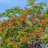 delonix regia bonsai soil Es una forma sencilla de añadir un aspecto natural a su paisaje.