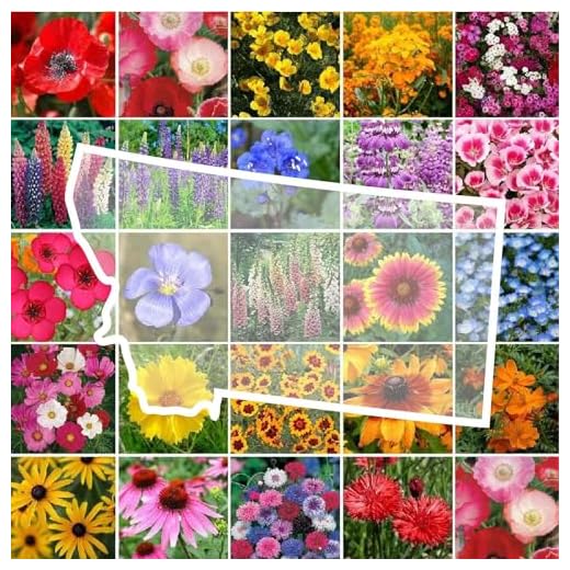 Montana Wildflower Seed Mix for Planting