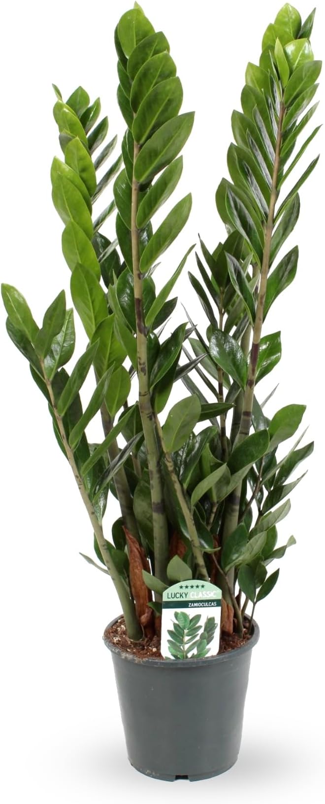 Zamioculcas zamiifolia - ZZ Plant 70cm (17cm Pot)