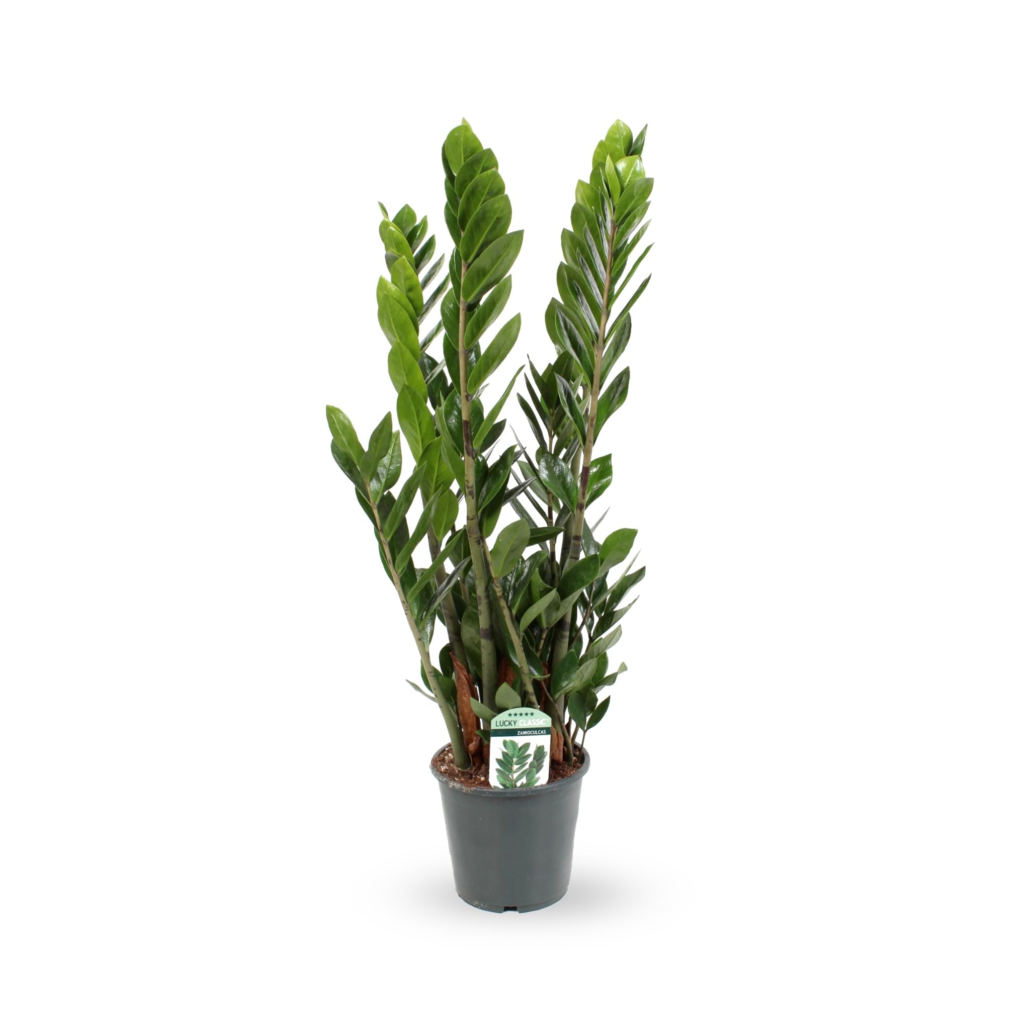 Zamioculcas zamiifolia - ZZ Plant 70cm (17cm Pot)