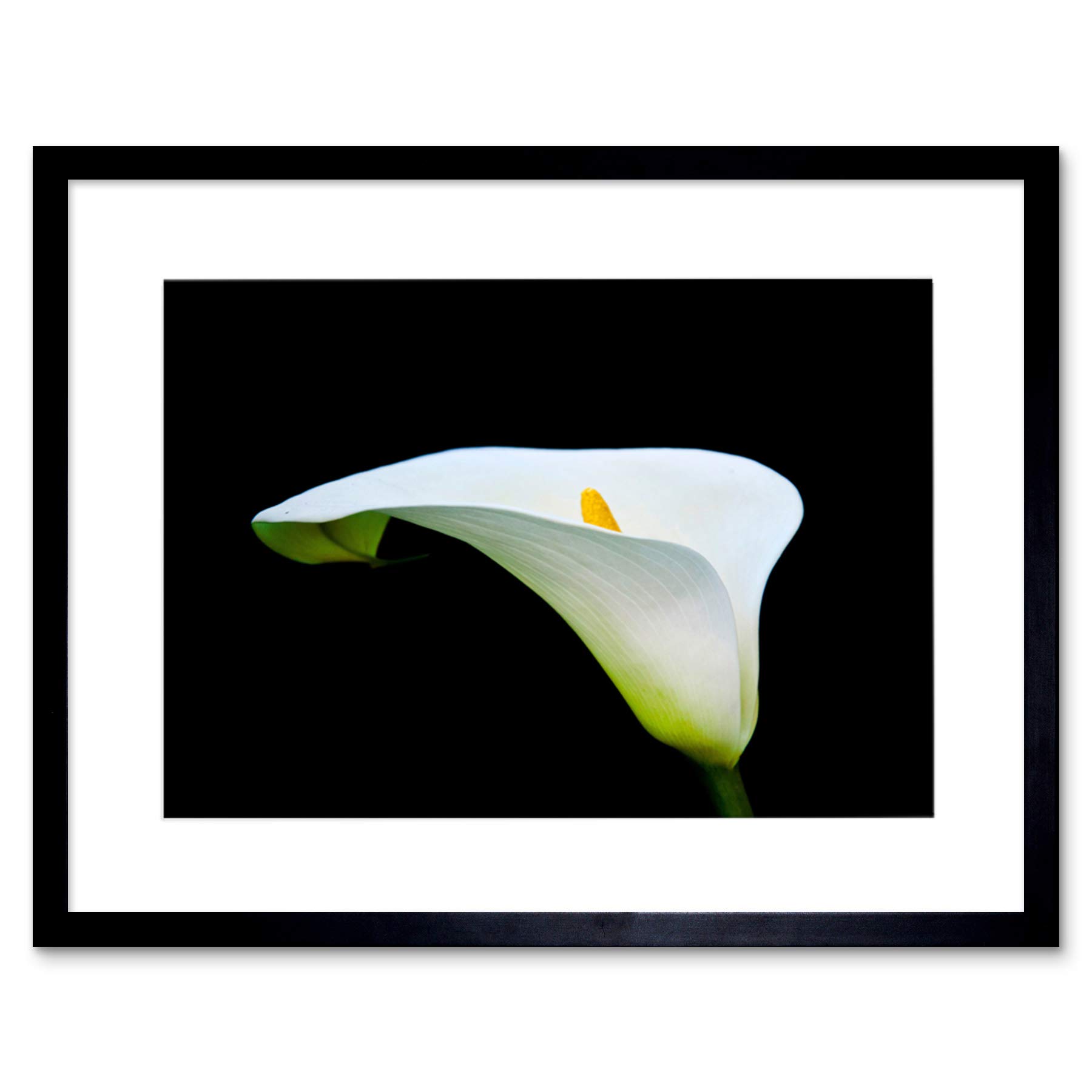 Wee Blue Coo Photo Macro Nature Plant Flower White Calla Lily Framed Wall Art Print