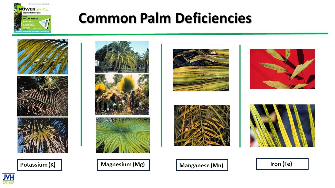 for Palm Trees, Palm Tree Fertilizer Spike. Essential Nutrient Spike specifically formulated to Effectively Feed and fertilize All Types of Palm Trees and Address Common Deficiencies. (20)