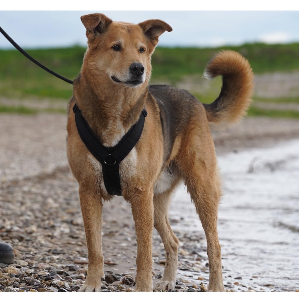 Anny-X Brustgeschirr Fun Schwarz-Schwarz | Hundegeschirr Größe S (Brustumfang 52-64 cm)