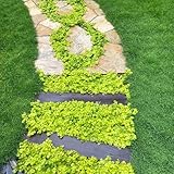 Moss Seeds Blend with Ground Cover Seeds – Ideal for Woodland Garden Flooring 250pcs