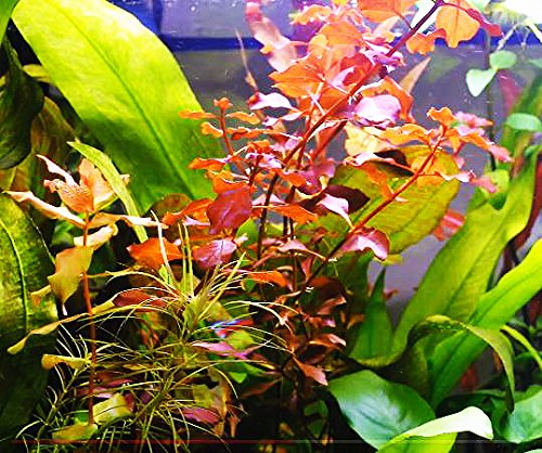 3 Species Amazon Sword 10+ Stems Echinodorus Bleheri | Red Rubin | Parviflorus Rosette Easy Live Aquarium Plants Package By Greenpro #TOP4
