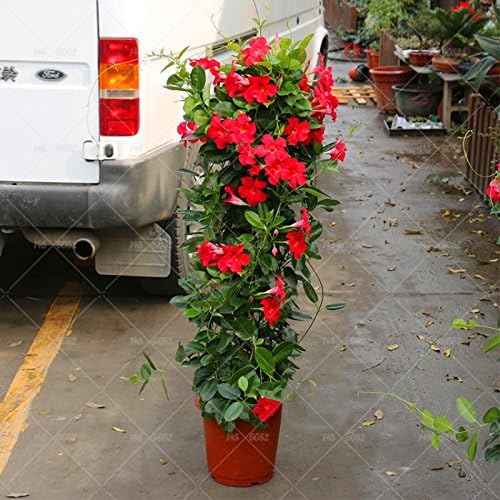 100 Graines Mandevilla Sanderi Dipladenia - Fleurs Bonsaï Jardin Maison Faciles à Cultiver
