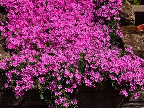 Greenwood Nursery: Live Ground-Cover Plants - Pink Creeping/Moss Phlox + Subulata - [Qty: 2X Pint Pots] - (Click for Other Available Plants/Quantities)