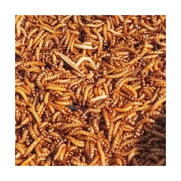 Superworm 200 Live (Large)-Bulk and Organic from Florida - Insect ...