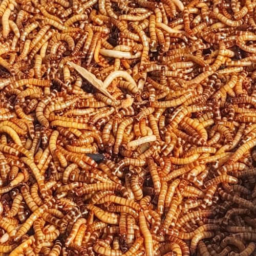 Superworm 200 Live (Large)-Bulk and Organic from Florida