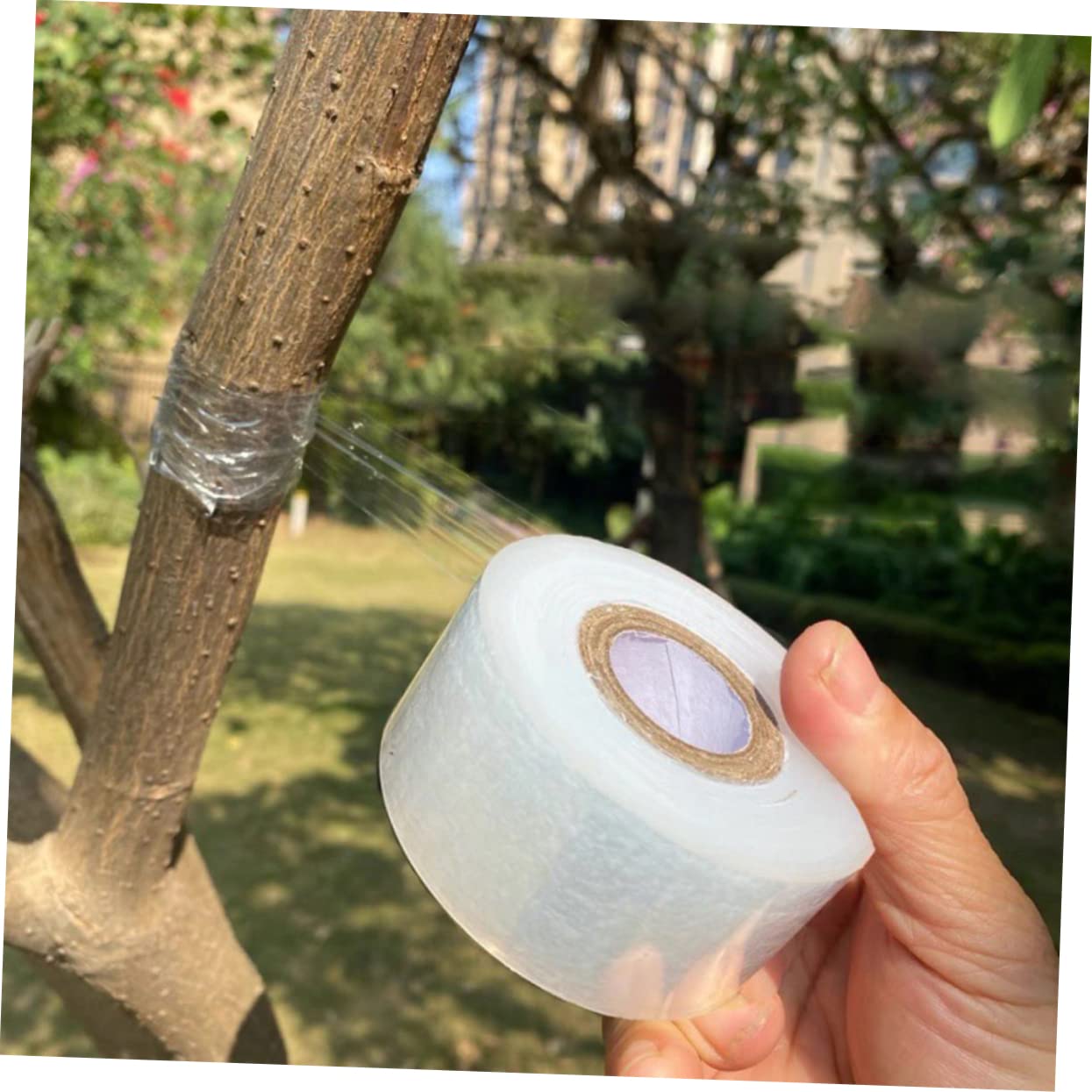 Milisten 2 Sätze Pflanzenband Selbstklebendes Grafting Tape Transparent Für Obstbäume Und Pflanzen Dehnbar Flexibel Für Veredelungsarbeiten 4 Rollen * 2