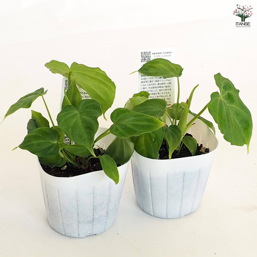Amazon｜ITANSE フィロデンドロン ベルコーサム 3号 1個