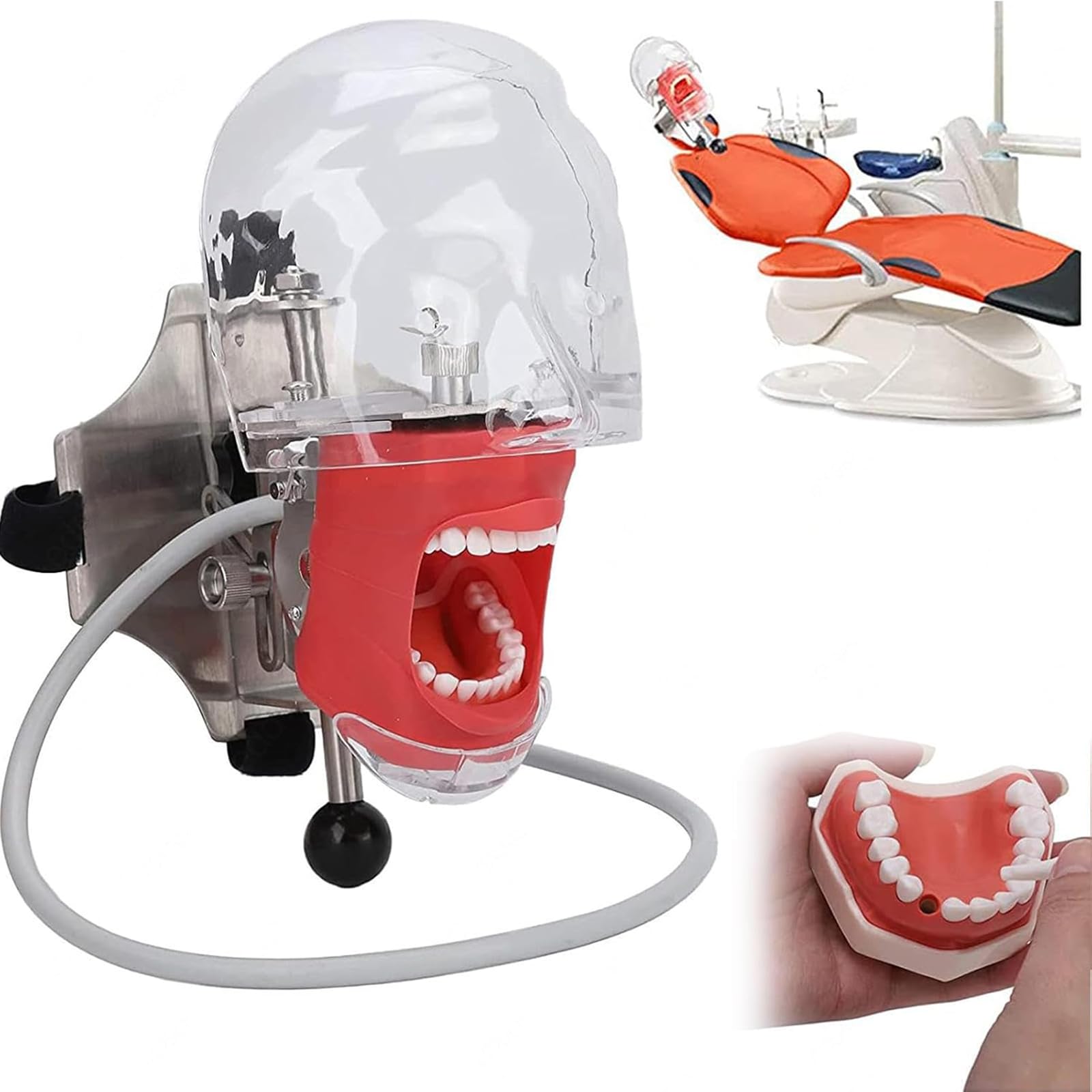 Adtzpc Dental Simulator Mannequin Head, Manikin Phantom Head Dental Phantom Head Model Fixed On Chair with Removable Teeth, Flexible Adjustable for Realistic Simulations In Practice And Teaching