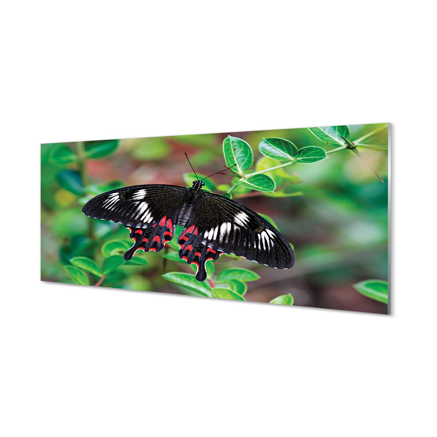 Impression sur verre acrylique nature Tulup avec papillon et feuilles pour déco murale