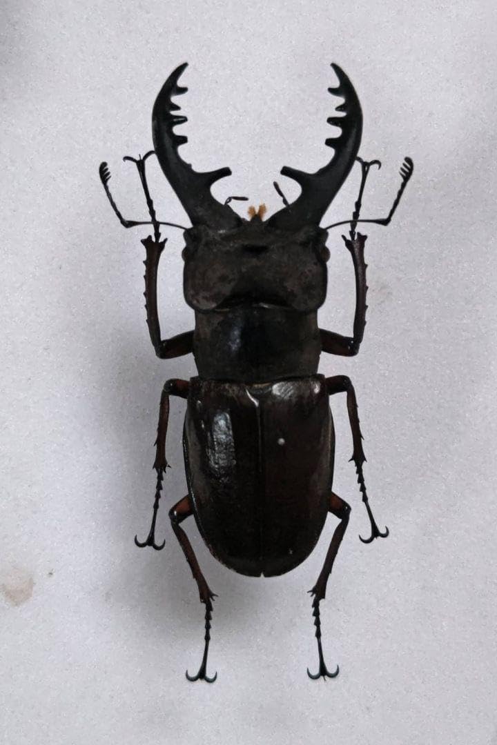 ヨーロッパミヤマクワガタ 63mm 標本 ケルブスミヤマ クワガタ 標本