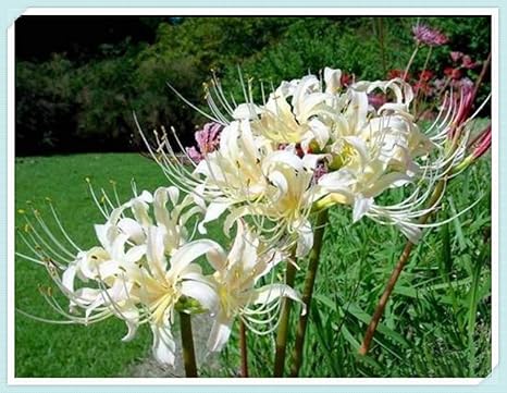 Amazon ラジアータ球根 白いバルコニーの鉢植えの植物 秋に植えられ 冬に開かれます 10 球根 花