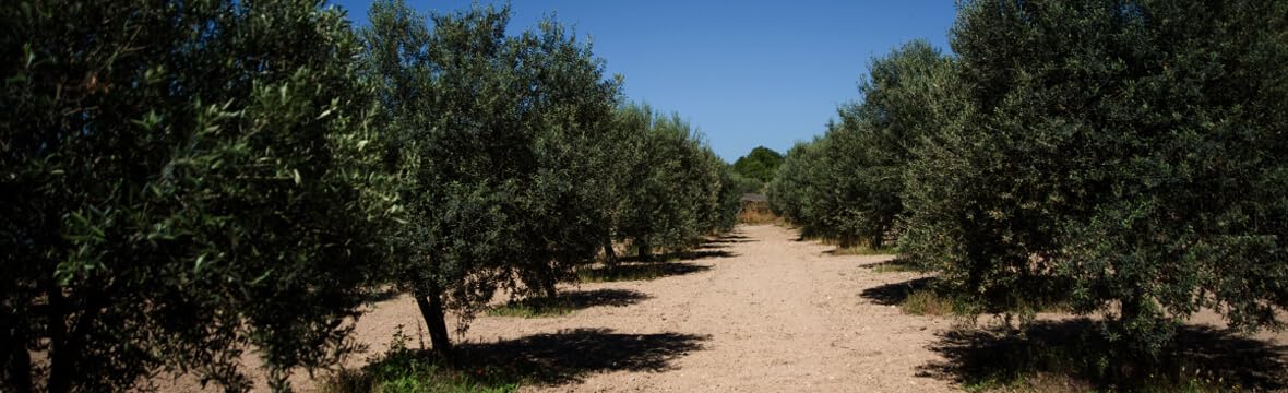 Aprile. 274th, Il Novello. Sicilian Extra Virgin Olive Oil. 500ml (16.91oz).