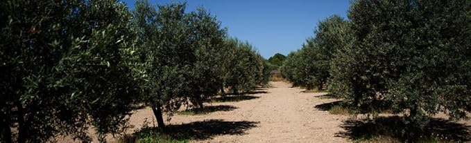 Aceite de Oliva Extra Virgen Fratelli Aprile 274° Novello miniatura 2