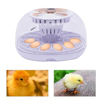 Digital Egg Incubator 12 Egg Capacity Incubator with Automatic Turning Temperature Control LCD Display and Transparent Lid Automatic Hatcher for Chickens Ducks Birds Home Breeding