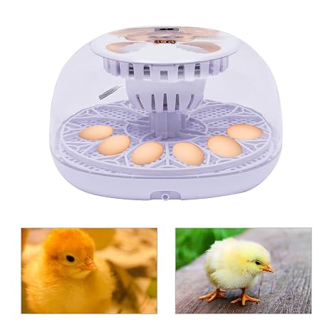 Digital Egg Incubator 12 Egg Capacity Incubator with Automatic Turning Temperature Control LCD Display and Transparent Lid Automatic Hatcher for Chickens Ducks Birds Home Breeding