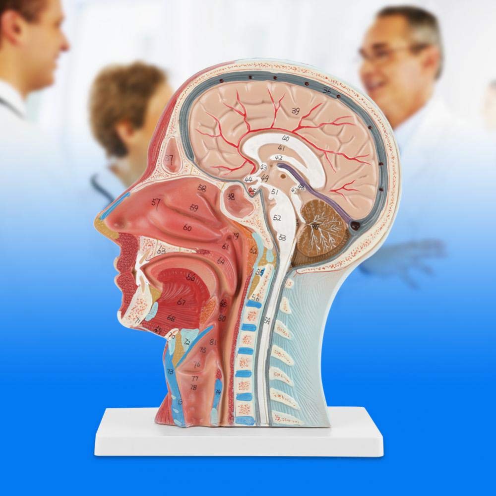 Anatomisches Kopfmodell Medizinische Lebensgröße Anatomischer Halbkopf und Gesicht Mittelteil des Gehirnhalses Studentenmodell für Schule, Krankenhaus, Physiotherapie