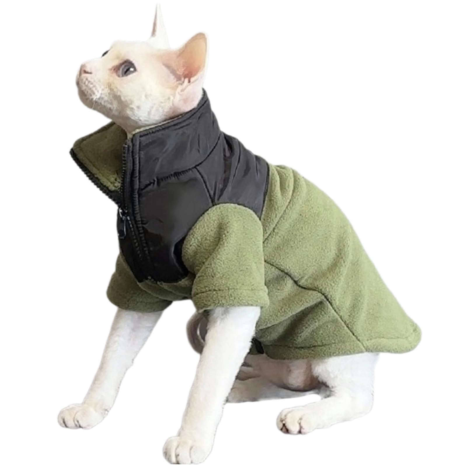 Vêtement Sphynx chaud et douillet pour les siestes d'hiver près de la fenêtre