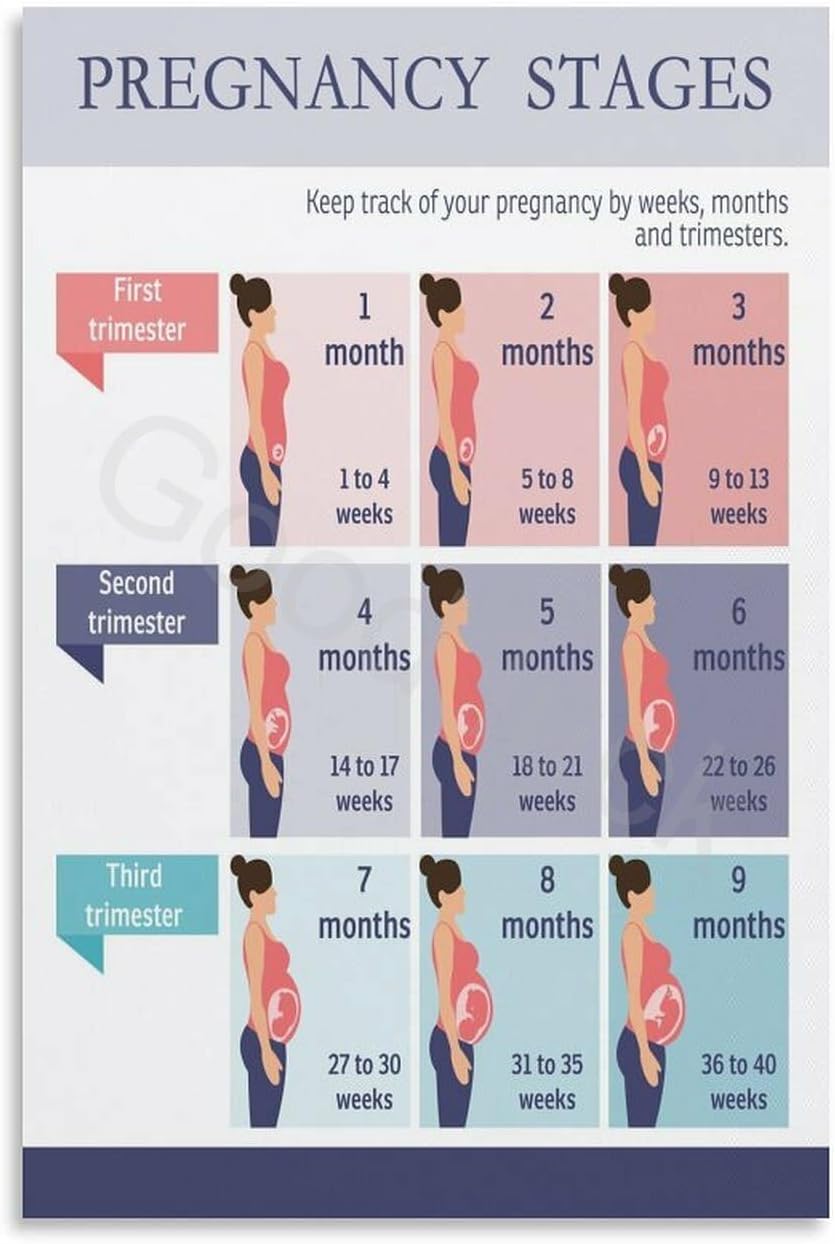 Pregnancy Stages Guide Poster Fetal Development Chart (5) Canvas ...