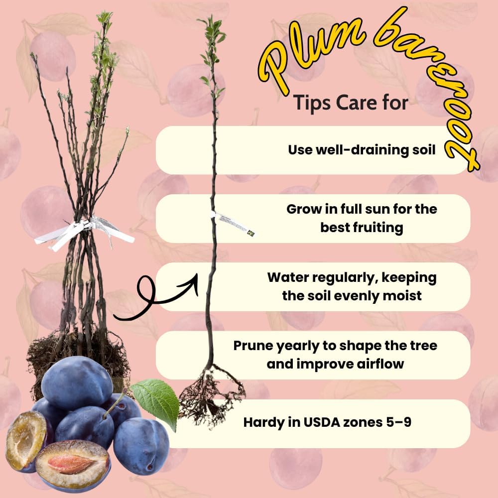 Deep Purple Plum Tree 3-4 Feet Tall, Hardy Plum Fruit Tree for Planting, Early Bearing Variety, Bareroot Dormant