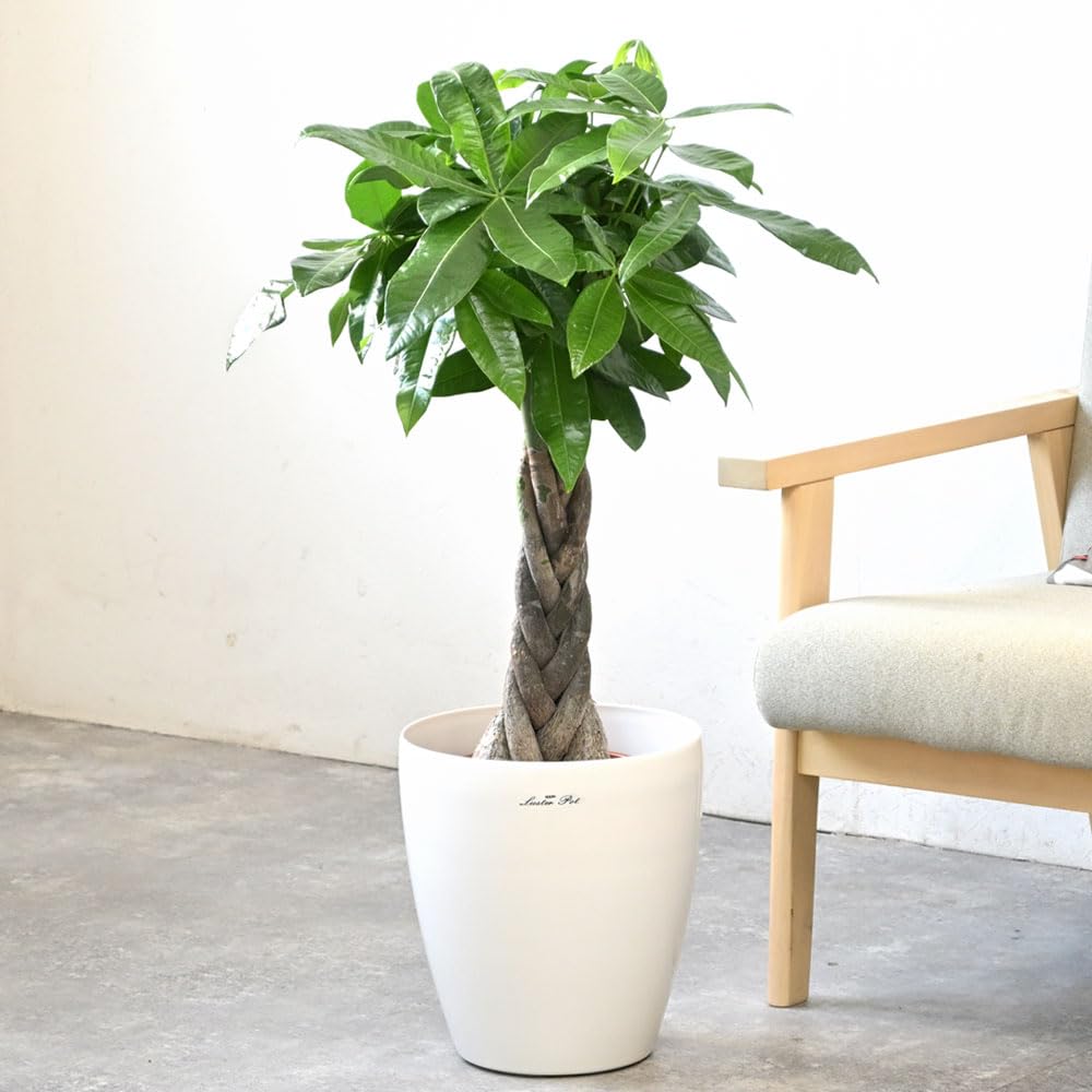 Amazon｜観葉植物 本物 パキラ 7号鉢 【ラスターポット（白）鉢