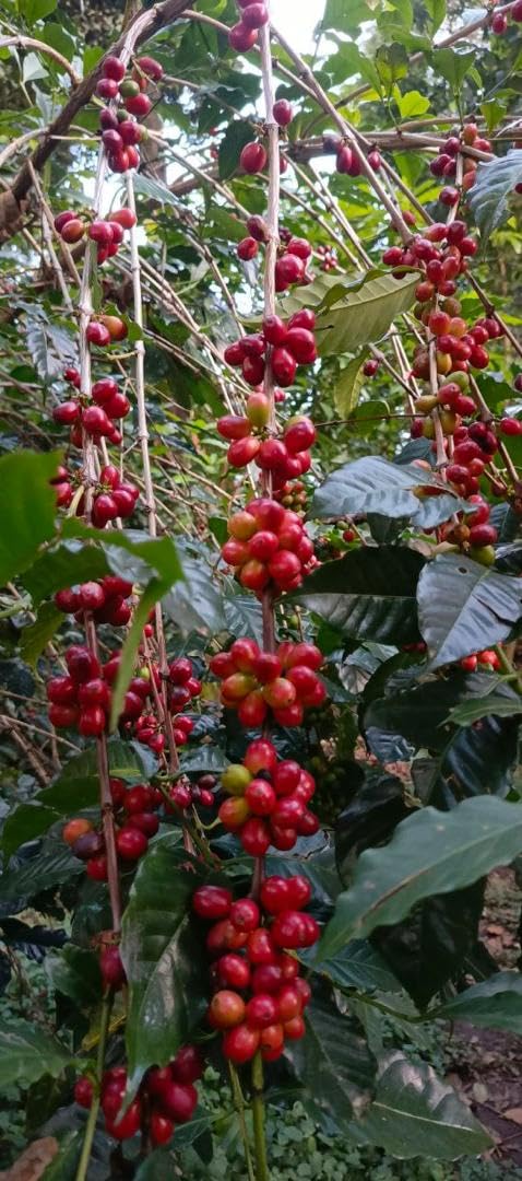 Daily Sips Rare Treasury Ethiopian Yirgacheffe Grade 1 Coffee Beans – Single Origin Specialty Coffee, Washed & Double Fermented, Floral Citrus Notes, Premium Arabica