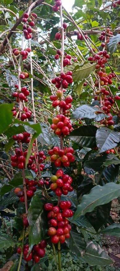 Café en Grano Etiopía Yirgacheffe Grado 1 Premium Tostado 340g miniatura 5