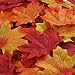 Hotop 150 Pieces Maple Leaves Artificial Maple Leaves Autumn Fall Maple Leaf for Art Scrapbooking Wedding House Decorations Christmas Party or Thanksgiving Day Decor (Multicolor)
