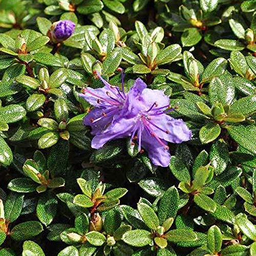 Rhododendron Impeditum 20-30 cm en conteneur