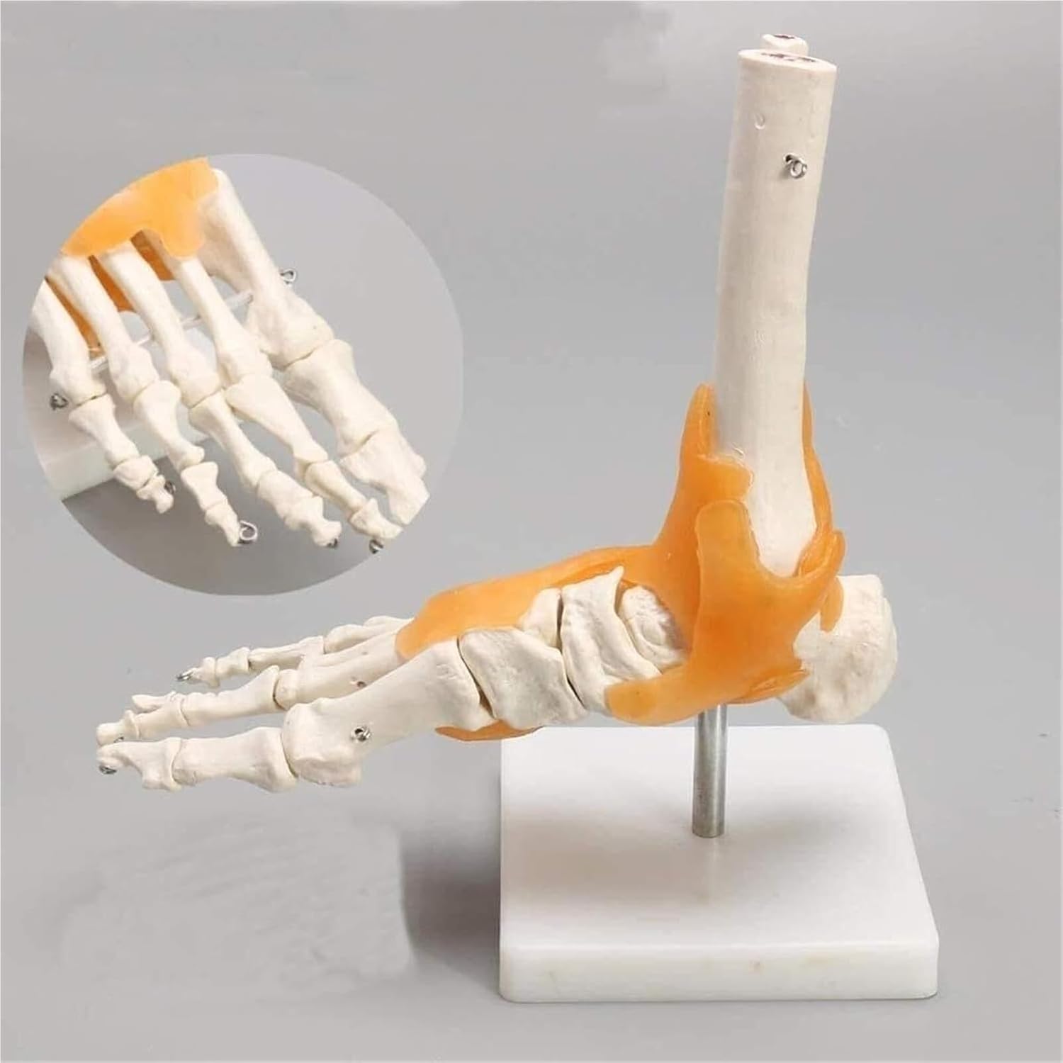 Human Body Model 1 Skeleton Ligament Ankle Joint Statue Sculpture Anatomy Medicine