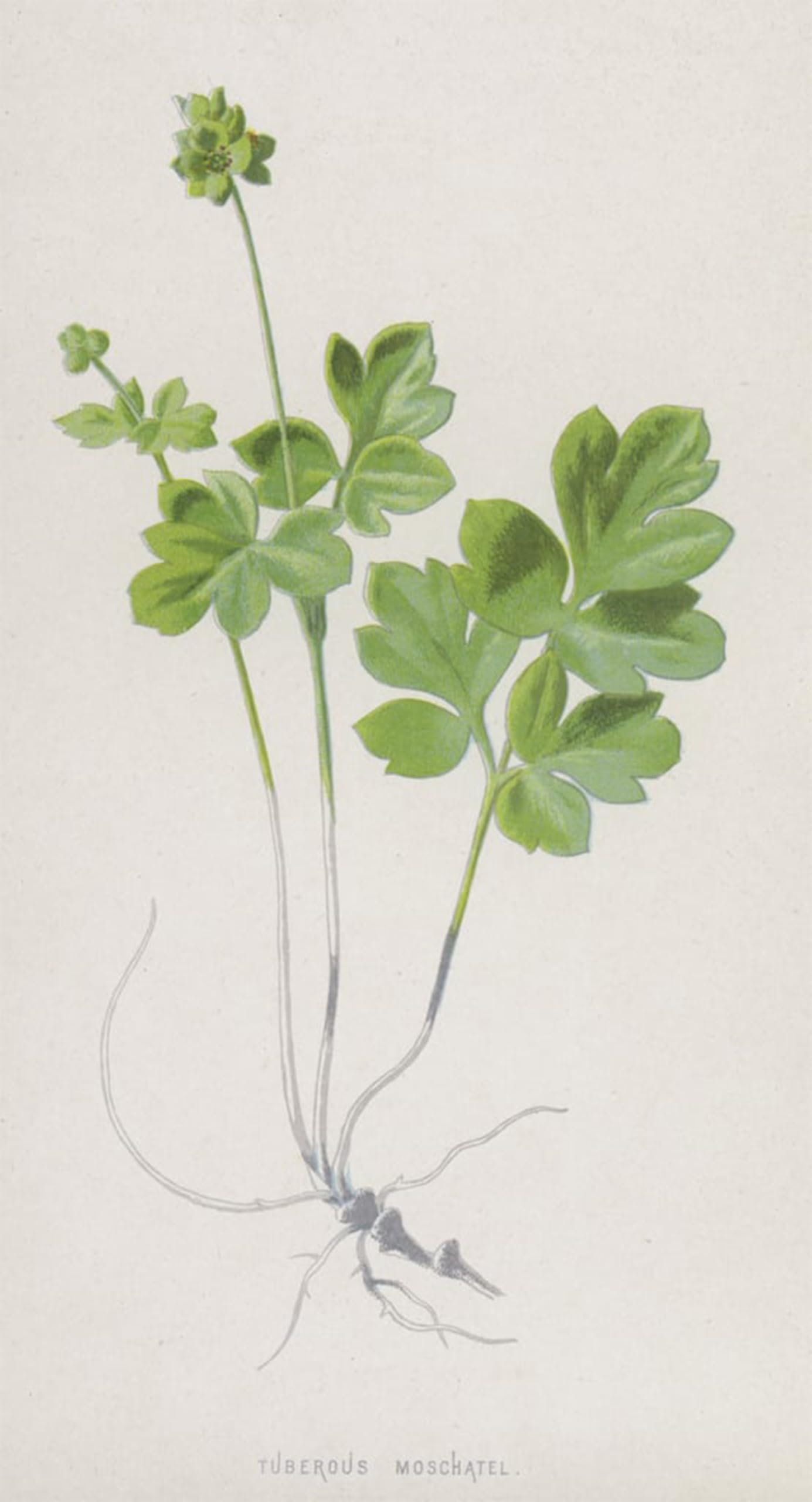 POSTERIIk Famous Modern Artwork Art Mural Tuberous Moschatel by Frederick Edward Hulme Oil Paintings Pictures for Home Decor 60x90cm