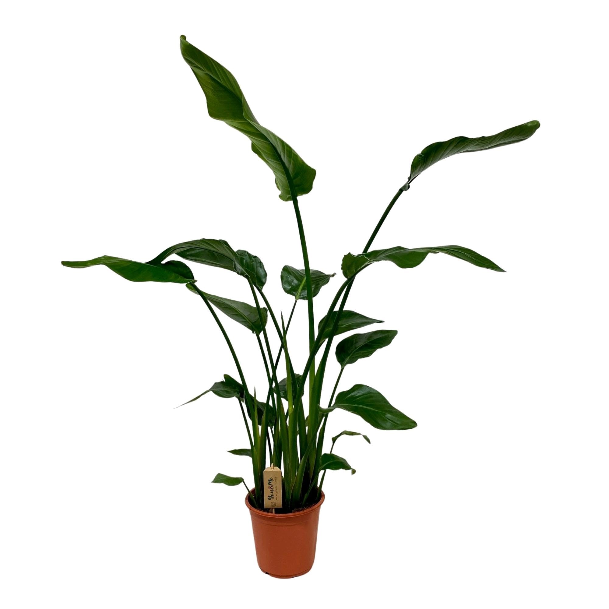 Strelitzia Nicolai - 110-120cm - Ø21cm - Roślina doniczkowa - Zimozielony