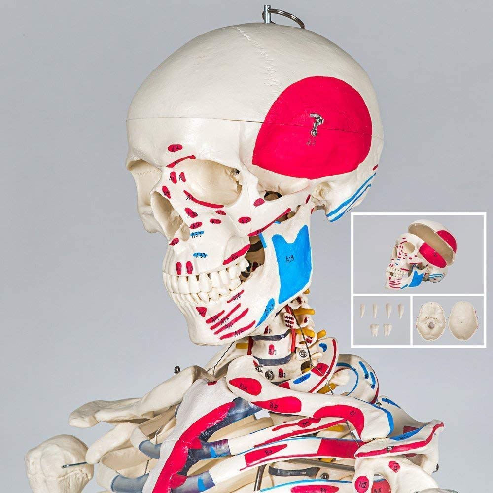 Model anatomiczny ludzkiego piersi model anatomii człowieka medyczne materiały dydaktyczne medyczne materiały naukowe szkolne materiały edukacyjne