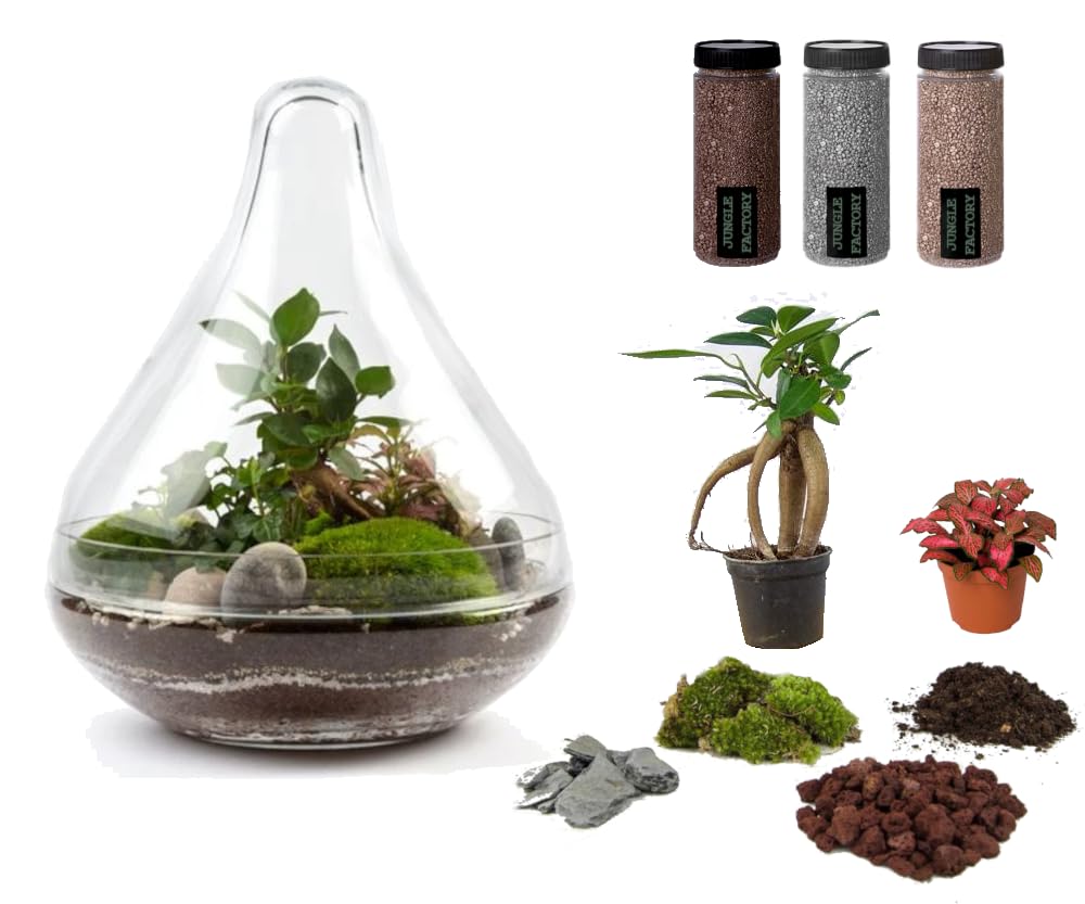 Kit terrarium DIY Jungle Drop idée cadeau originale pour amateur de nature