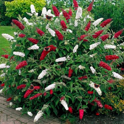 buddleia duo - piante di buddleia rossa e bianca da esterno in vaso