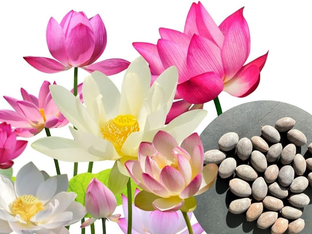 30 Stk. Premium Lotus Blumensamen | Mit E-Book Anleitung – Lotus Samen Mix 3 Farben, Bonsai Lotusblumen, Schalenlotus, Teich & Wasserpflanze | by WALWI