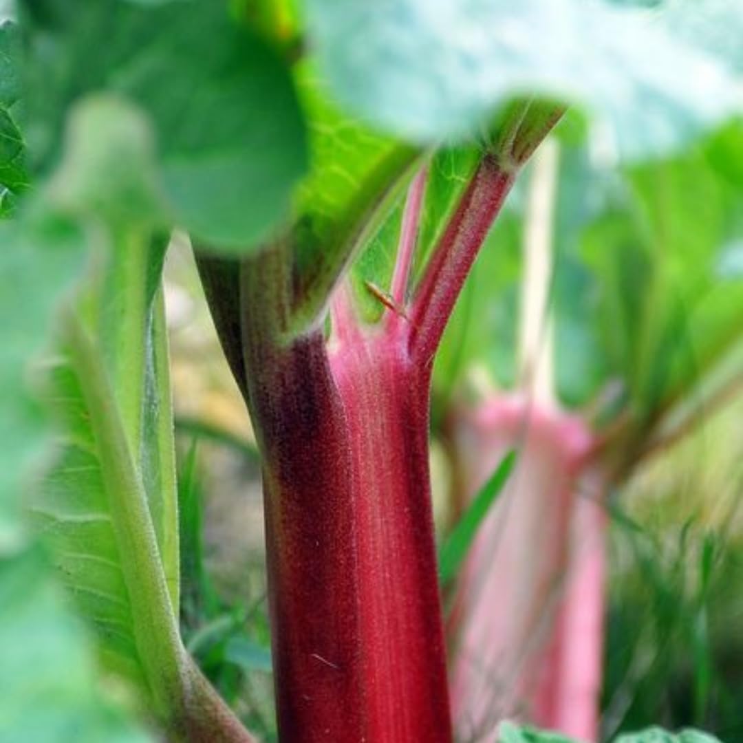 Large Rhubarb Plant Crown for Planting, Victoria Rhubarb Roots, Medium Size 5-6 Inch Crown, Live Perennial Vegetable for Home Gardens
