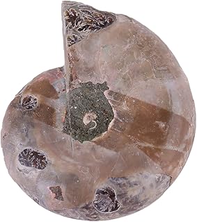 2Pcs Ammonite SpecimenMadagascar StonesSea Snail Shells Cutting SpecimenNatural Ammonite Specimensfor School Teaching SuppliesTeaching Specimens. (Diameter 4cm)