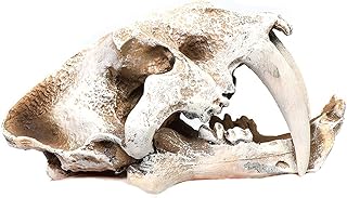 CHEZBABY Resin Fish Accessories Hideouts Cave Hide House Ornament Backgrounds Decoration, Saber Toothed Tiger Skull