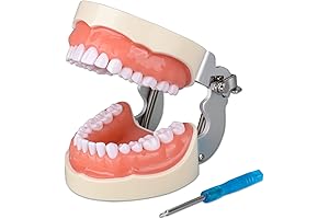 Teeth Typodont Model - Dental Student's Essential Training Tool