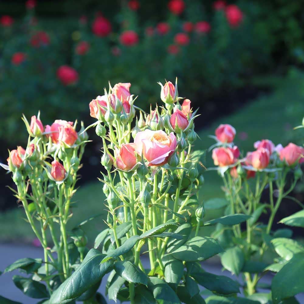 Heirloom Roses Rose Plant - State of Grace™ Grandiflora Rose Bush, Live Rose Plant for Planting Outdoors