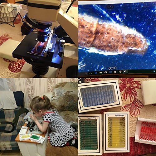 Jiusion 48Pcs Prepared Microscope Slides Specimen Animals Insects Plants Flowers Sample Biological Specimen, Stereo Microscope Slide for Kids Children Students Enlighten Education 7 613DTgaR7qL. AC