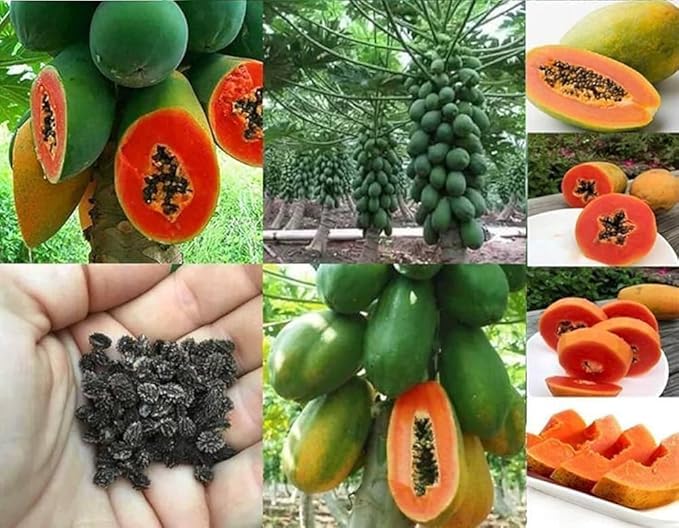 Taiwan Red Lady 786 f1 Hybrid Papaya Seeds 95% Germination Good Qulity Seed Pack Of 200
