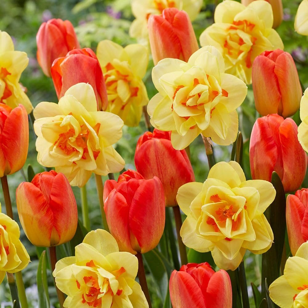 Spring Apricot Shades Mix – Fragrant Narcissus ‘Tahiti’ & Vibrant Tulip ‘Orange Queen’, Perfect for Borders or Cutting, 10x or 20x Bulbs by Thompson and Morgan