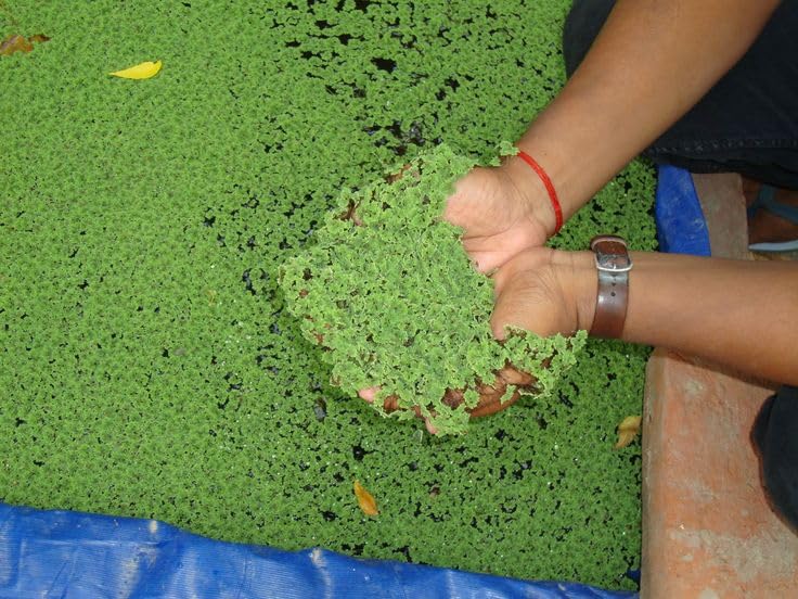 High Yield Live Floating Aquatic Plant for Poultry Feed and Organic Crop Production (1400 Live Healthy Plant Seeds)-image-37