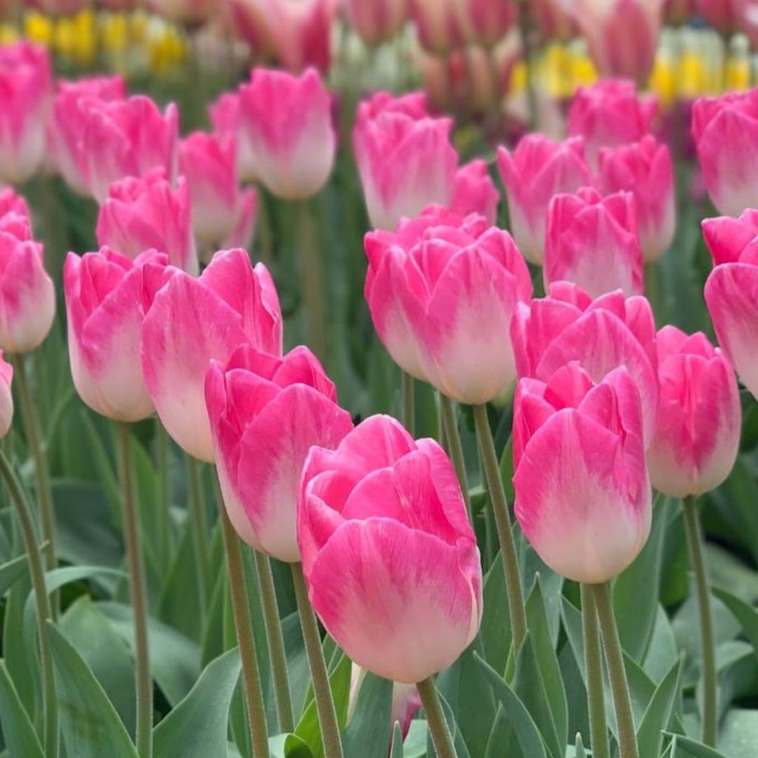 Tulip 'Sinfonie' Bulbs – Elegant Late-Flowering Creamy White and Pink Triumph Tulip – Hardy Perennial, 8 Bulbs, by Thompson & Morgan